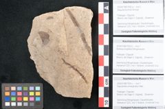 Foto (Objekt + Etikett) von Sapotacites emarginatus Heer (NHMW-GEO-2024-0188-7935c)